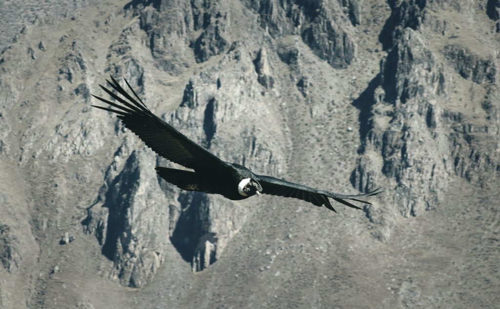 ciekawostki o peru kondor andyjski
